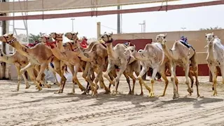 شرم الشيخ تستعد لاستضافة مهرجان الهجن السنوي أكتوبر المقبل