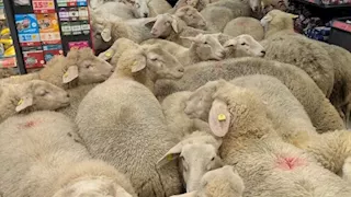 فيديو انتشر سريعا.. 50 خروفا تقتحم سوبر ماركت وهذا ما حدث 
