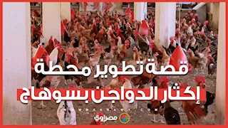 30 ألف دجاجة مُنتجة.. قصة تطوير محطة إكثار الدواجن بسوهاج