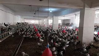 نهاية زمن العنابر الخاوية.. رحلة سوهاج لترويض أسعار الدواجن بـ 30 ألف دجاجة