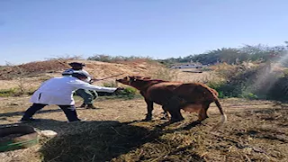 حملة استثنائية لمكافحة الوادي المتصدع والحمى القلاعية بالوادي الجديد (صور)