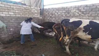 تحصين 238 ألفًا و410 رؤوس ماشية ضمن الحملة القومية ضد الحمى القلاعية بالمنيا