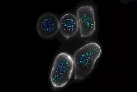 علماء يطوّرون طريقة جديدة لتعزيز جهاز المناعة ضد السرطان