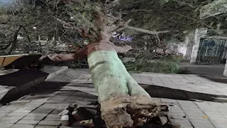 "كوتسيانا" عملاقة.. الرياح تقتلع شجرة أمام مستشفى تلا (صور)