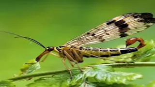 كيف تطير حشرة بأرجلها بدل أجنحتها؟.. ذبابة تثير حيرة العلماء