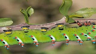 تشبه الكائنات الفضائية.. تعرف على أغرب حشرات حول العالم (صور)