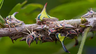 جمال يخطف الأنظار.. أغرب الحشرات حول العالم