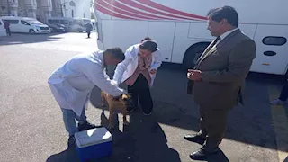 حملة تعقيم الكلاب الضالة.. كم كلبًا حصنته "الزراعة" حتى الآن؟