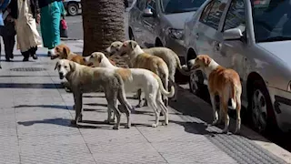 كيف تتعامل الخدمات البيطرية مع الكلاب الضالة؟.. الزراعة توضح -(فيديو)