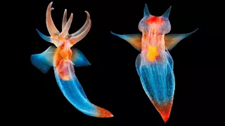 أغرب 7 مخلوقات في أعماق البحار- لن تصدق شكلها 