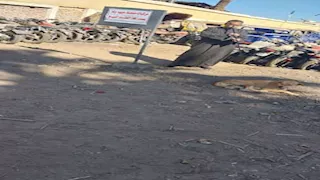 بيطري قنا يطلق حملة لتحصين الكلاب الضالة بمركز قوص (صور)