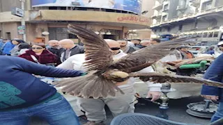 البيئة: ضبط طيور وحيوانات برية محظور تداولها بسوق ديانا بالأزبكية