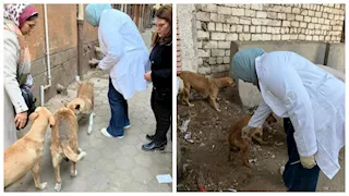 بعد شكاوى المواطنين.. تحصين الكلاب ضد السعار بعدة مناطق في المنيا- صور