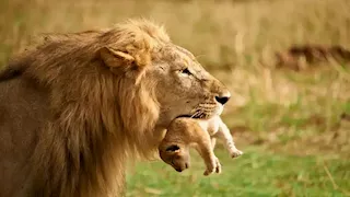 الطبيعة بلا رحمة.. لهذا السبب تأكل الحيوانات صغارها