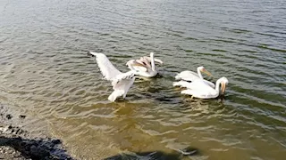 تقديم الرعاية البيطرية لـ10 بجعات بمركز أشتوم الجميل