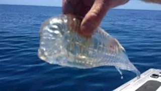 فيديو| لحظة مدهشة.. سمكة شفافة تسبح في البحر وكأنها خيال