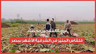 من الفجر في الغيطان.. فرحة الفلاحين بحصاد قلقاس المنيّر في الشرقية الأشهر بمصر