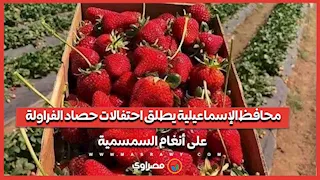 محافظ الإسماعيلية يطلق احتفالات حصاد الفراولة على أنغام السمسمية
