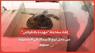 إنقاذ سلحفاة "مهددة بالانقراض" من محل لبيع الأسماك في المنصورة.. ما القصة؟