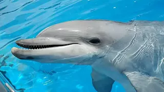 أكثر من مجرد كائنات مرحة.. أسرار وحقائق مذهلة عن الدلافين