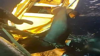 جريمة بيئية بالبحر الأحمر.. صيادون يصطادون "بهلول المسالم" المهدد بالانقراض