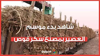 يا أبواللبايش يا قصب..شاهد بدء موسم العصير بمصنع سكر قوص