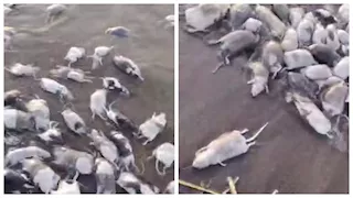 كارثة بيئية في السودان.. فئران نافقة تغطي ضفاف نهر عطبرة -فيديو وصور