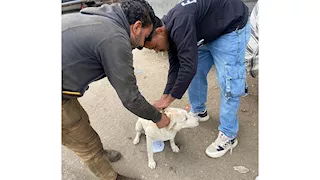 ضمن خطة وقائية.. البحيرة تحصن وتعقم 450 كلبًا ضالًا