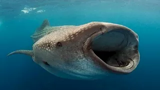 كائن بحري نادر ومهدد بالانقراض.. البيئة: القبض على صيادي واقعة صيد القرش الحوتي 