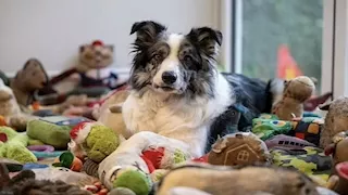 قدرات استثنائية.. 5 حيوانات تثبت أن الذكاء ليس حكرا على البشر  