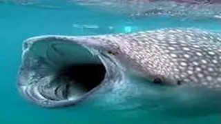 ينمو حتى 18 مترًا ومهدد بالانقراض.. ماذا نعرف عن القرش الحوتي بعد اصطياده وتعذيبه؟