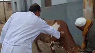 الجيزة: تحصين 90 ألف رأس ماشية ضد الحمى القلاعية منذ 11 يناير