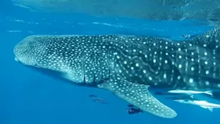 "التنوع البيولوجي": القرش الحوتي مهدد بالانقراض.. وليس طعامًا للبشر