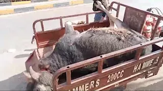 صفقة الـ 12 ألف جنيه.. ضبط جزارين ذبحا "جاموسة ميتة" لبيع لحومها بالمنوفية (صور)