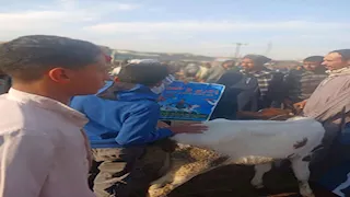 "الزراعة": 83 ألف ندوة إرشادية بيطرية لحماية الثروة الحيوانية في 2025