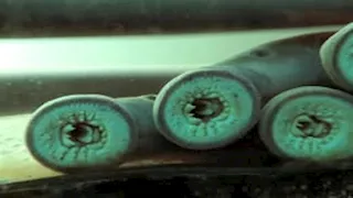 رعب في قلب الطبيعة.. 5 حيوانات تتغذى على الدماء 