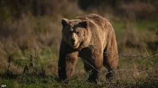 "طائرات وفلفل".. حيلة غريبة من اليابان لإبعاد الدببة عن السكان