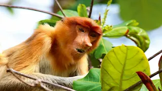 11 صورة لـ أندر وأغرب الحيوانات في العالم.. قد تراها لأول مرة