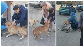 الطب البيطري بالإسماعيلية يواصل حملات تحصين الكلاب الحرة ضد السعار