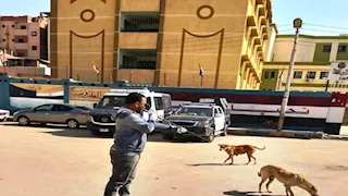 بالصور- حملات بيطرية بأسوان لتطعيم الكلاب الضالة ضد السعار