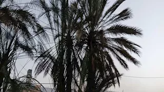 تفاصيل السيطرة على حريق نخيل بقرية للأيتام فى الإسكندرية -صور