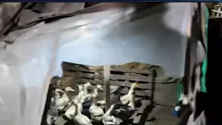 في ميدان عام.. ماذا فعل محافظ الإسكندرية عندما وجد "عشة بط" وسط الشارع؟- فيديو وصور