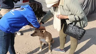 صور.. الزراعة تبدأ تعقيم وتحصين الكلاب بعين شمس