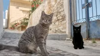 فرصة ذهبية.. إقامة مجانية في جزيرة يونانية لعشاق القطط