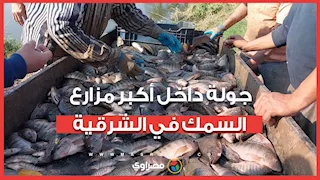 من داخل مشروع العباسة.. شاهد كيف تدار أكبر مزارع السمك في الشرقية