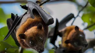 فيروس جديد ينتقل من الخفافيش إلى البشر في بنجلاديش.. تفاصيل