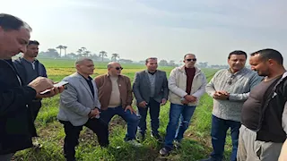 "البحوث الزراعية" يتفقد حقول بني سويف لتقديم الدعم الفني للمزارعين