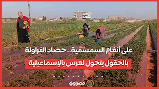 على أنغام السمسمية.. حصاد الفراولة بالحقول يتحول لعرس بالإسماعيلية