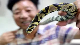 موضة غريبة.. 15صورة لـ تربية أفاع سامة داخل المنازل في الصين