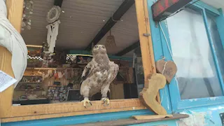 تمهيداً لإطلاق سراحه.. التحفظ على طائر "العقاب الملكي" المهاجر فى دهب